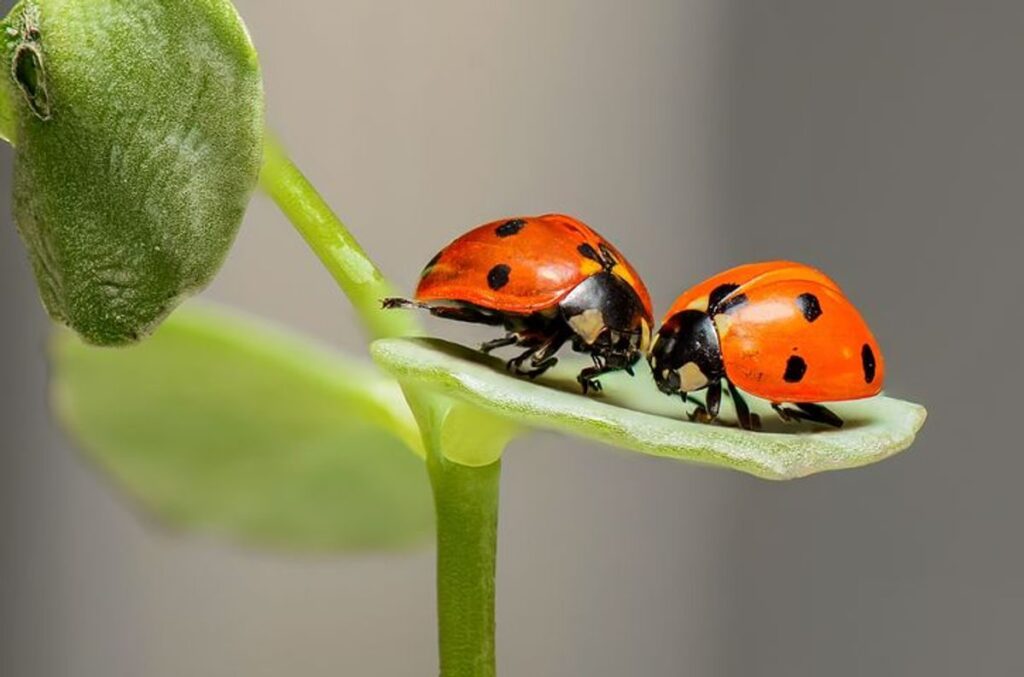 what is a macro photography