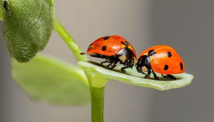 what is a macro photography