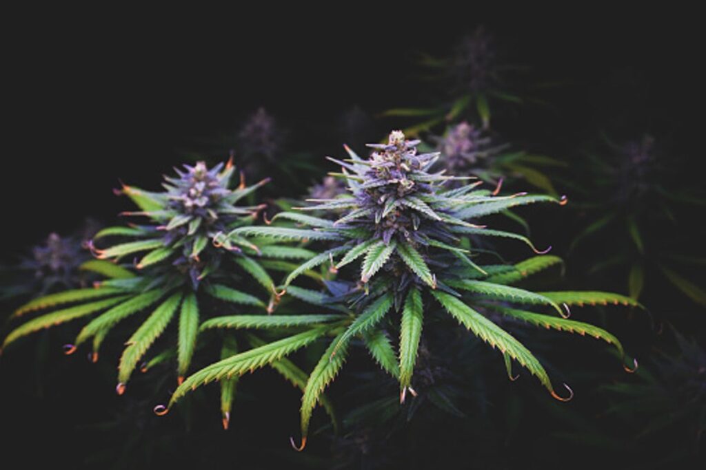 buy weed