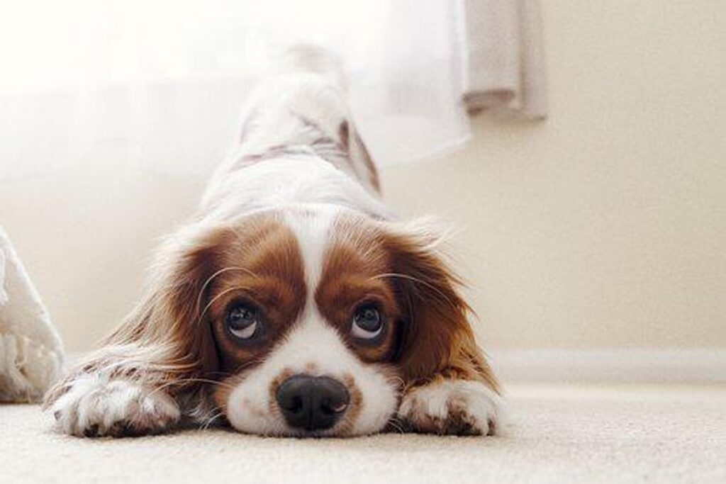 Understanding What Your Dog