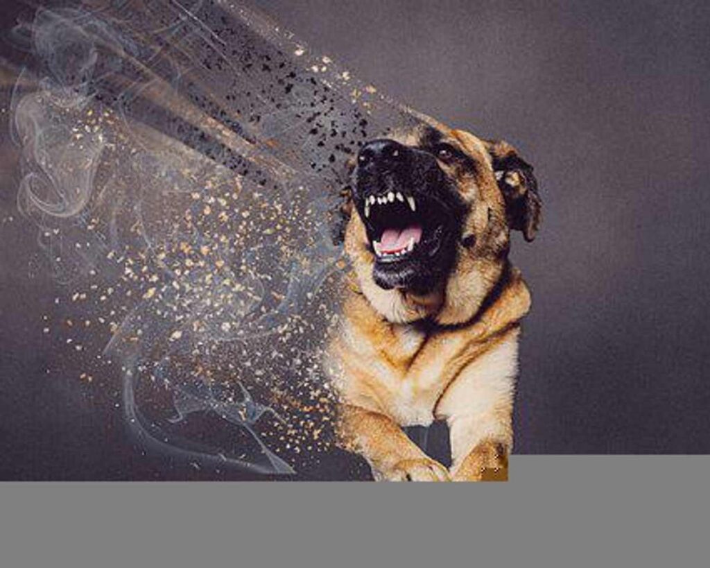 What Makes a Dog Aggressive