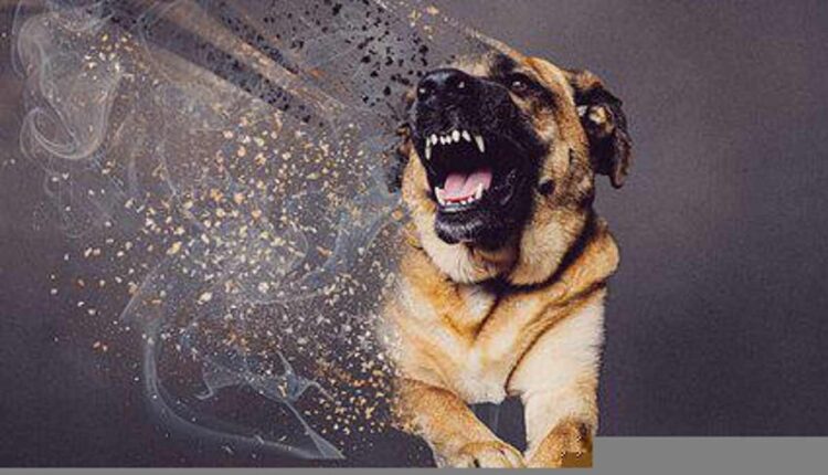 What Makes a Dog Aggressive