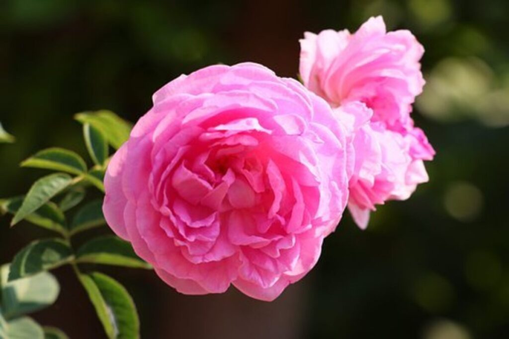 gertrude jekyll