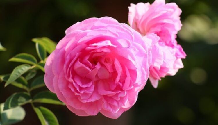 gertrude jekyll