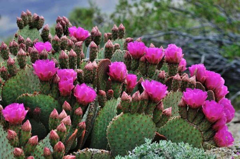 buy peyote