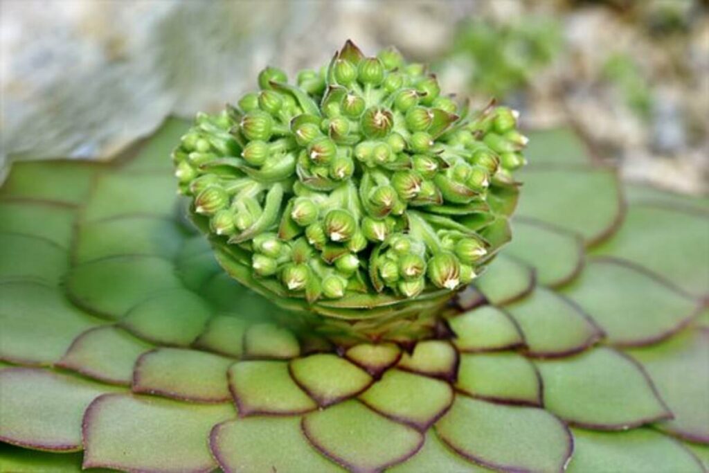 peyote cactus for sale