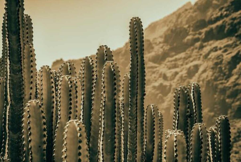 peyote for sale