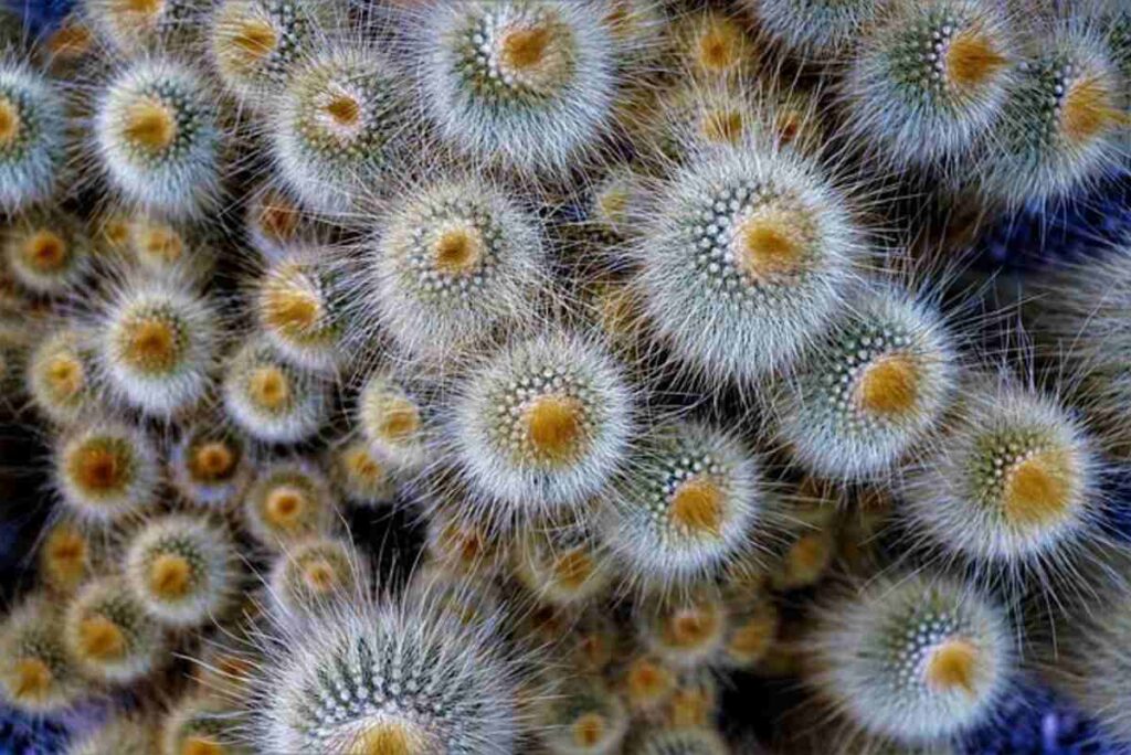 peyote for sale