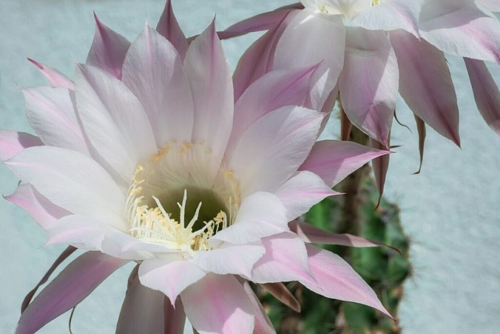 san pedro cactus for sale