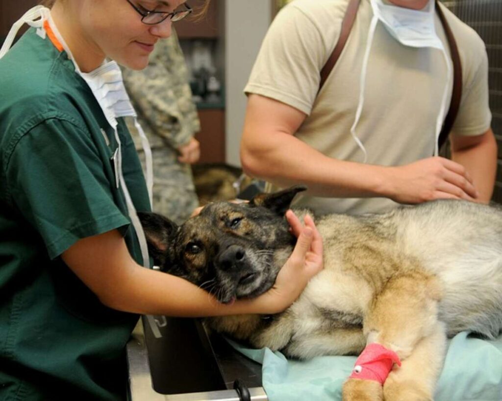 Pet Care
