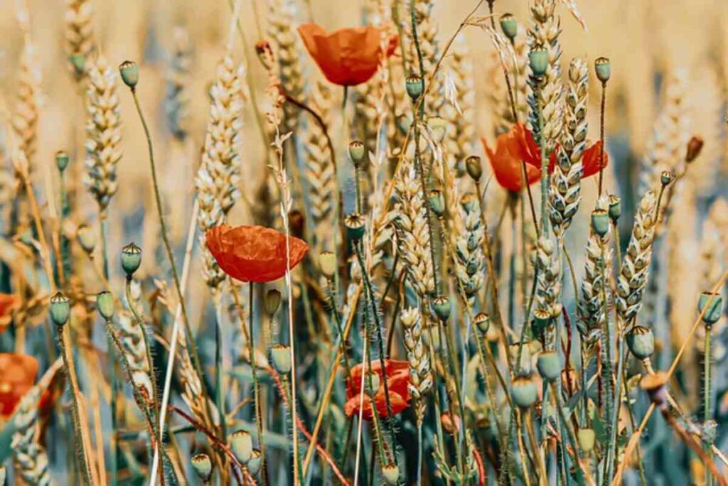 Poppy pods