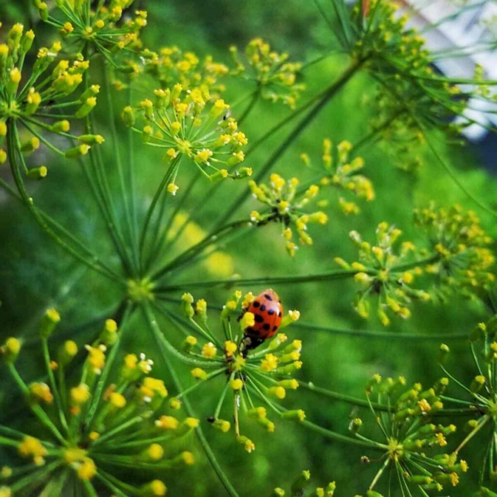 Companion Planting