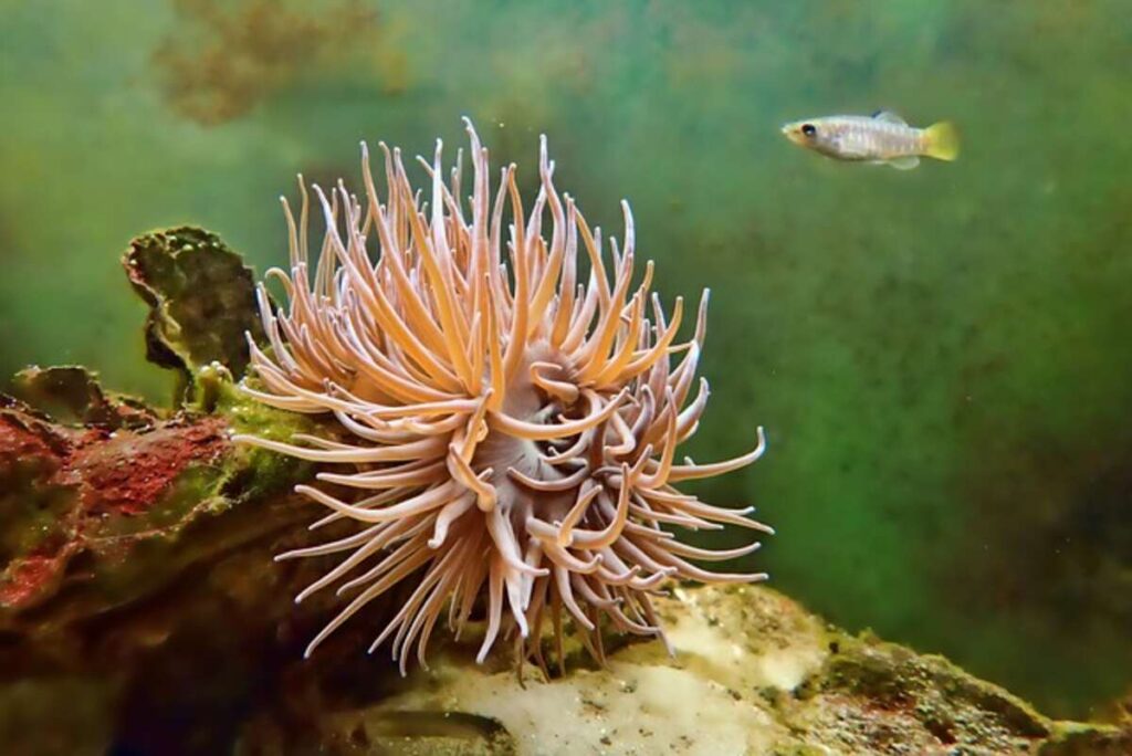 Coral Plant