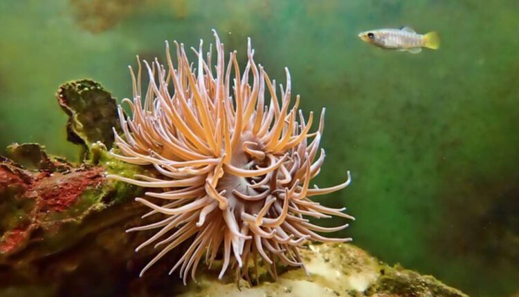 Coral Plant
