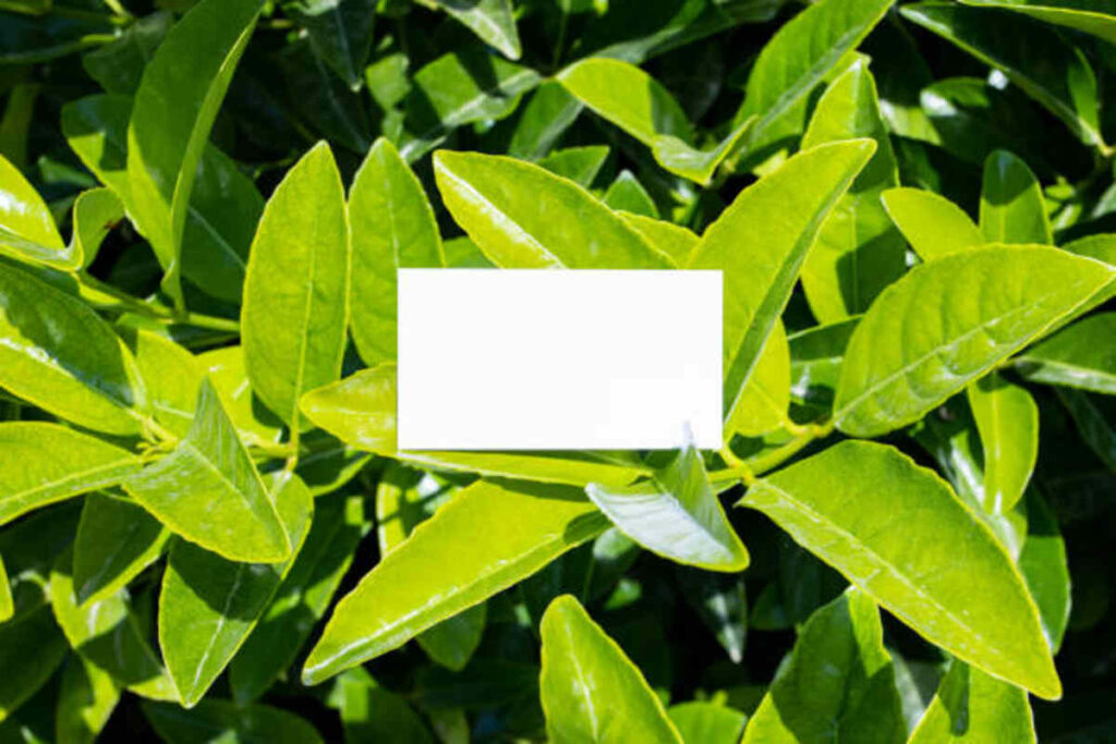 Chen's Garden Menu