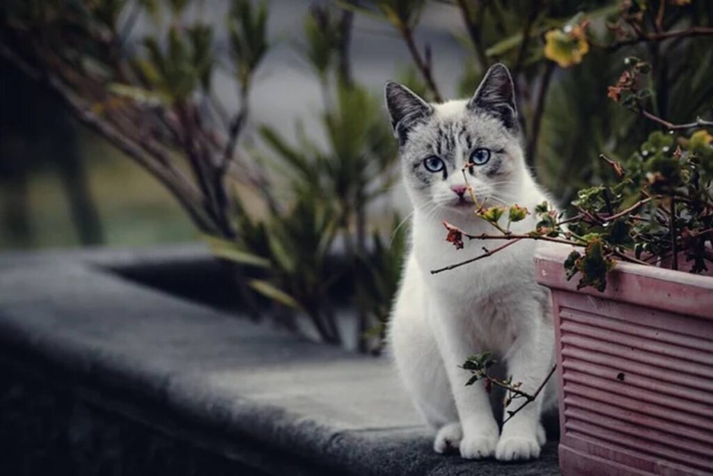 munchkin cat near me