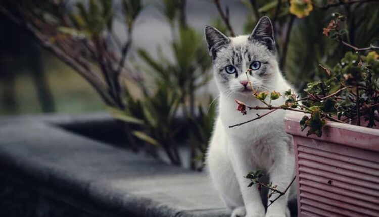 munchkin cat near me