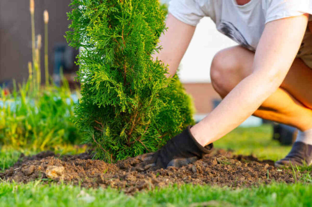 landscaping Mountain View
