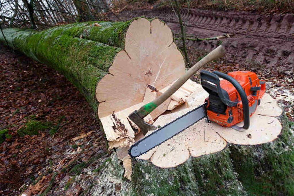 tree service san jose california