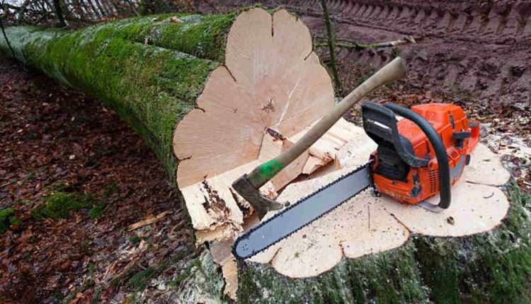 tree service san jose california