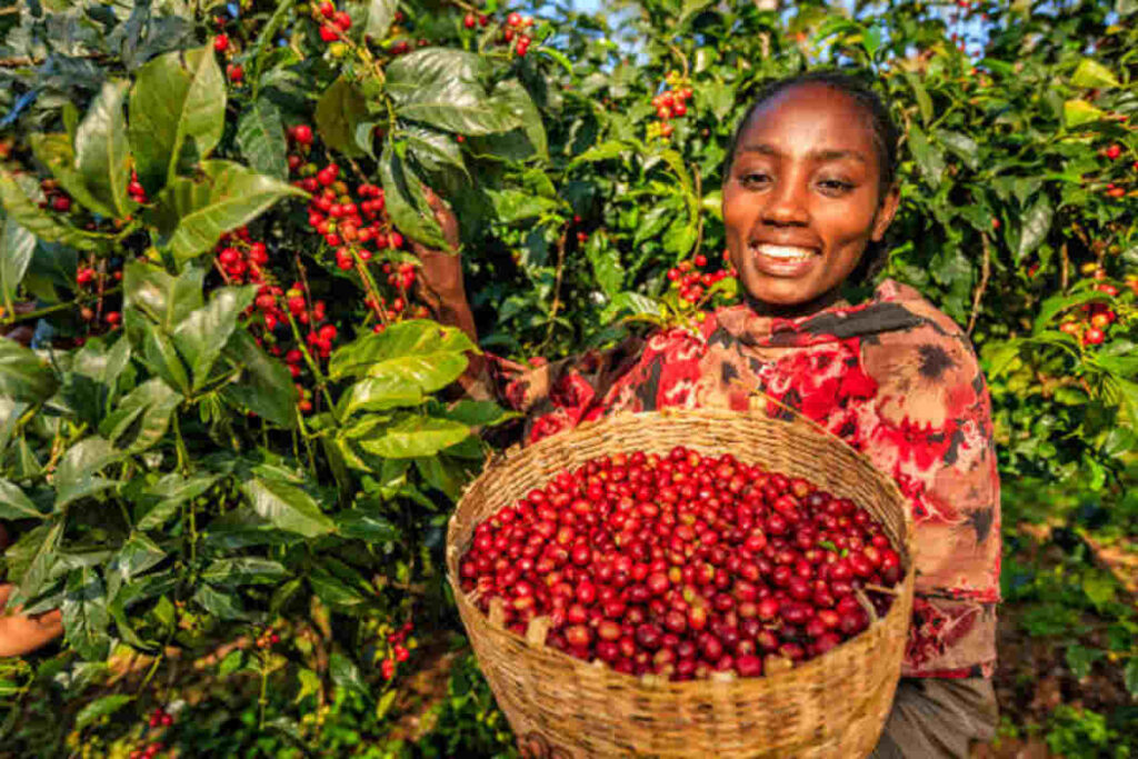 Fastened Direct Your Ultimate Manual on Exceptional Coffee